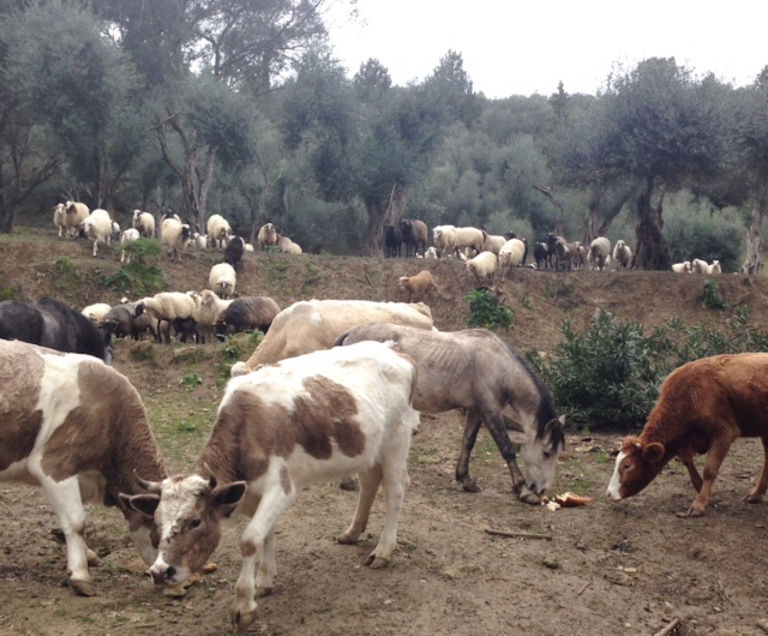 cows, horses and sheeps grazing on grass in the buckround of trees at 'Theotoky Estate' area
